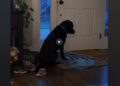 Every Evening at Six, Hazel Carried a Blue Blanket to the Front Door — We Didn’t Understand Why Until the Rescue Called