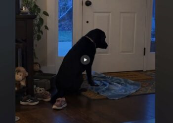 Every Evening at Six, Hazel Carried a Blue Blanket to the Front Door — We Didn’t Understand Why Until the Rescue Called