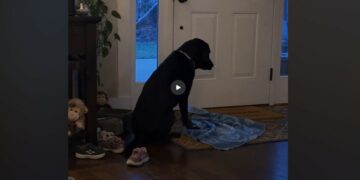 Every Evening at Six, Hazel Carried a Blue Blanket to the Front Door — We Didn’t Understand Why Until the Rescue Called