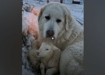 They Feared the Newborn Lamb Had Frozen in the Blizzard — At Sunrise, They Found Her Beneath the Ranch Dog, Still Warm and Breathing