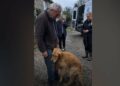 Three Months After Our Son Died, a Shelter Called About a Golden Retriever Registered in His Name