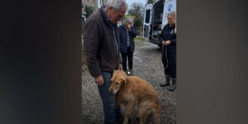 Three Months After Our Son Died, a Shelter Called About a Golden Retriever Registered in His Name