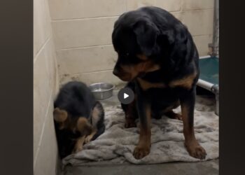 Oskar Barely Moved After the Wildfire—Then Our Old Rottweiler Sat Outside His Enclosure