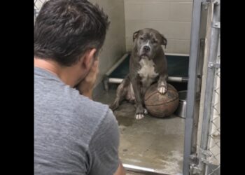 Buster Had Waited Three Years With an Old Basketball—Then I Realized He Belonged to My Best Friend