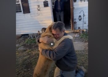 After Six Years Away, I Found My Dog in Another Man’s Yard—His Name Was Still on the Collar