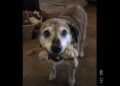 We Adopted Oscar for Hospice Care—Three Weeks Later, He Found the Toy He Now Carries Everywhere