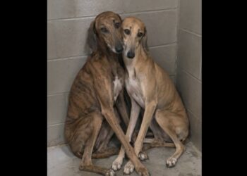 Milos and Lana Had Been Returned Twice—The Shelter Finally Realized They Couldn’t Be Adopted Apart