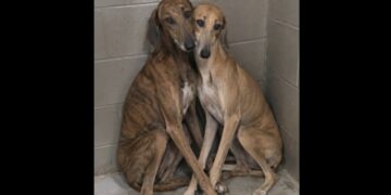 Milos and Lana Had Been Returned Twice—The Shelter Finally Realized They Couldn’t Be Adopted Apart