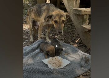 She Was Starving but Wouldn’t Touch the Food—Then We Found Two Puppies Under the Stairs