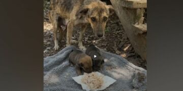 She Was Starving but Wouldn’t Touch the Food—Then We Found Two Puppies Under the Stairs