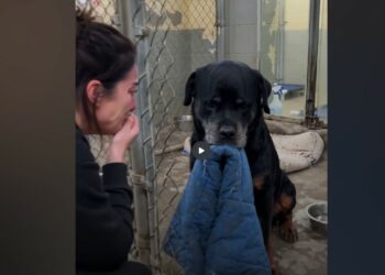 The Old Rottweiler Arrived With One Worn Blue Coat—Then a Woman Stopped at His Kennel and Whispered, “I Know Him”