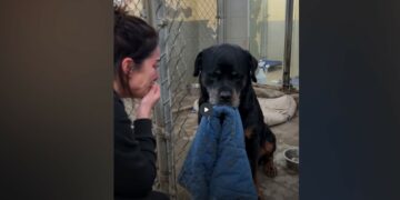 The Old Rottweiler Arrived With One Worn Blue Coat—Then a Woman Stopped at His Kennel and Whispered, “I Know Him”