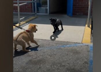 Pancho Refused to Leave the Shelter Without His Sister—Then Pancha Finally Came Through the Door