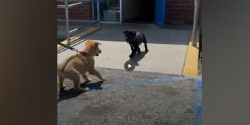 Pancho Refused to Leave the Shelter Without His Sister—Then Pancha Finally Came Through the Door