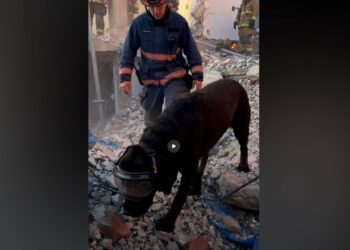 Roma Was Surrendered Because Her Energy Was Too Much—Now the Black Lab Searches Disaster Rubble for Survivors