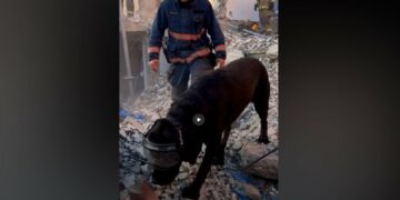 Roma Was Surrendered Because Her Energy Was Too Much—Now the Black Lab Searches Disaster Rubble for Survivors