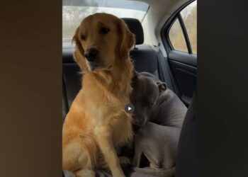 I Went to the Shelter for One Golden Retriever—Then I Met the Pit Bull Who Couldn’t Be Left Behind