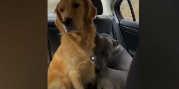 I Went to the Shelter for One Golden Retriever—Then I Met the Pit Bull Who Couldn’t Be Left Behind