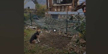 The Old Beagle Kept Returning to an Empty House—Then a Woman Saw His Photo and Recognized Him