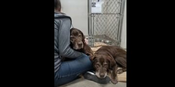 Everyone Called Them the Forgotten Pair—Then Someone Finally Saw Two Old Dogs Who Belonged Together