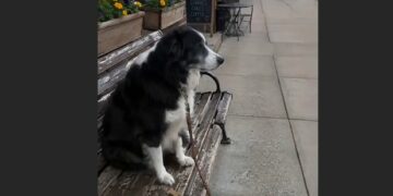 Every Afternoon, Scout Returns to the Bakery Bench Where He Used to Sit With Walter