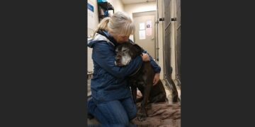 Everyone Else Chose the Puppies. At 4:52, a Retired Teacher Asked to Meet the Old Dog Who Had Nearly Run Out of Time
