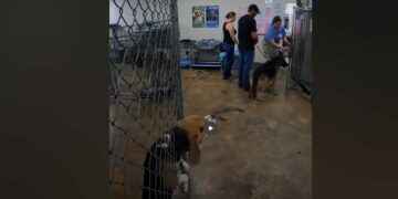 Daisy Thought the Visitors Might Be There for Her—Then They Walked Out With Another Dog