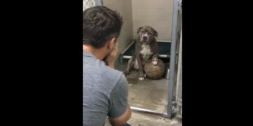Buster Had Waited Three Years With an Old Basketball—Then I Realized He Belonged to My Best Friend
