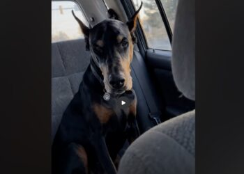 Max Had Spent a Year Waiting in a Shelter—At 75, I Realized I Had Been Waiting Too