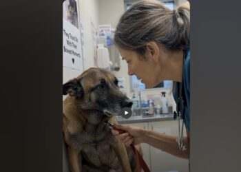 They Brought Their 13-Year-Old Malinois to Be Euthanized—But His Exam Told a Different Story