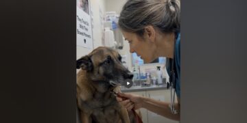 They Brought Their 13-Year-Old Malinois to Be Euthanized—But His Exam Told a Different Story