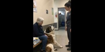 For 18 Months, Barnaby Offered His Blue Toy to Every Shelter Visitor—Then a 69-Year-Old Woman Finally Stopped