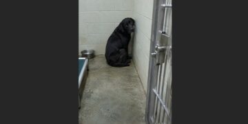 Shadow Had Been Returned Again and Again—After the Last Time, He Stopped Coming to the Front of His Kennel