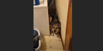 Hazel Had a Whole House to Sleep In—But She Chose the Narrow Gap Beside the Washing Machine