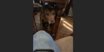 Rex Spent Nine Years Learning to Fear People—When We Brought Him Home, He Hid Under the Table