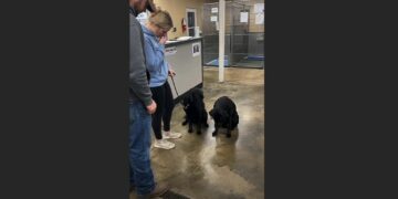 We Adopted One Labrador—Then He Kept Looking Back Toward the Blind Brother We Had Left Behind
