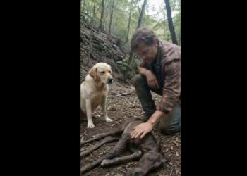 Our Labrador Vanished During a Barn Fire—Two Days Later, We Found Him Beside the Missing Foal