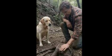 Our Labrador Vanished During a Barn Fire—Two Days Later, We Found Him Beside the Missing Foal