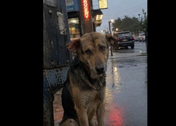 A Dog Waited Outside My Grocery Store for Five Days—On the Sixth Morning, She Finally Led Me Away
