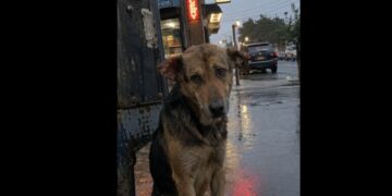 A Dog Waited Outside My Grocery Store for Five Days—On the Sixth Morning, She Finally Led Me Away