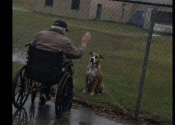 Every Afternoon, a 74-Year-Old Man Waited by the Nursing Home Fence—Then I Saw the Aging Pit Bull on the Other Side