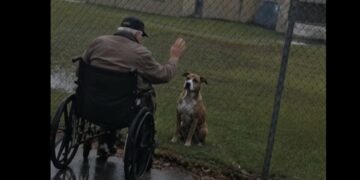 Every Afternoon, a 74-Year-Old Man Waited by the Nursing Home Fence—Then I Saw the Aging Pit Bull on the Other Side