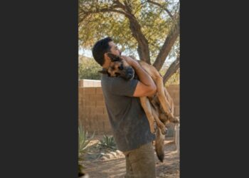 Every Morning at 10:45, the Retired K9 Officer Carried His Aging Partner Outside—For Ten Months, a Neighbor Watched From Her Window