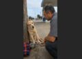 An Aging Labrador Was Left Beside a Highway Gas Station—But He Kept Watching for the Person He Knew