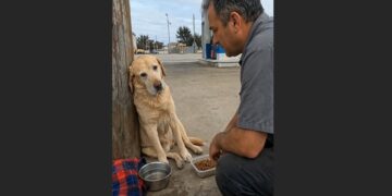 An Aging Labrador Was Left Beside a Highway Gas Station—But He Kept Watching for the Person He Knew