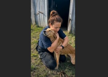 A Dog Had Lived Behind a Chained Barn Door for Years—When We Opened It, He Was Afraid to Step Into the Sun