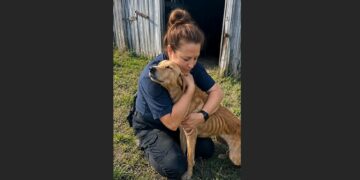 A Dog Had Lived Behind a Chained Barn Door for Years—When We Opened It, He Was Afraid to Step Into the Sun