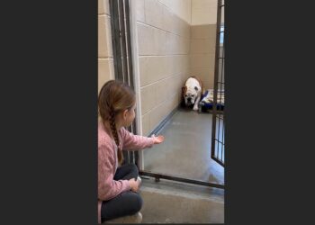 Most Visitors Walked Past the Frightened Bulldog—Then a Little Girl Sat Down and Waited for Her to Come Closer