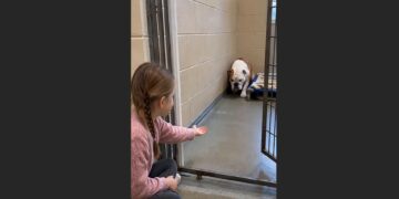 Most Visitors Walked Past the Frightened Bulldog—Then a Little Girl Sat Down and Waited for Her to Come Closer