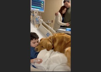 Matthew Barely Moved in His Hospital Bed — Then His Golden Retriever Came to Sit Beside Him